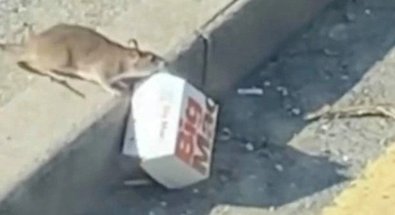ratos gigantes em nova york｜Pesquisa do TikTok