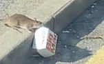 E que tal um rato devorando um fast food? A cena foi gravada no Reino Unido e publicada no TikTok, para assombro de muita gente