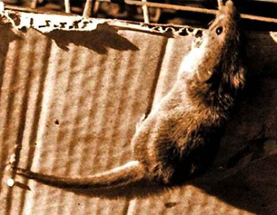 Rato-candango: Considerado um dos mamíferos mais raros do Brasil, a espécie foi extinta devido à destruição do seu habitat, causada pelas obras de construção de Brasília. 