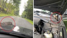 Rato pega carona em carro por três horas, se recusa a ir embora e motorista pede: 'Não coma os fios' 