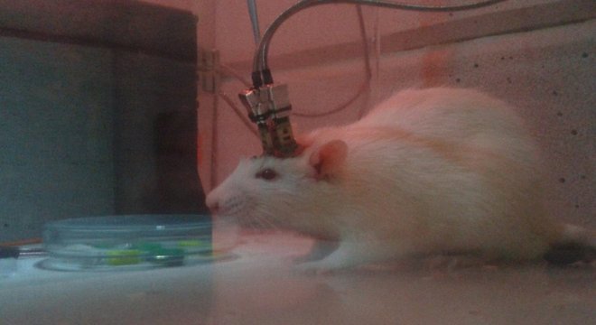 Rato com eletrodos profundos implantados para registro da atividade elétrica dos neurônios de diversas áreas do cérebro