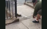 Uma cena um tanto distópica foi gravada nas ruas de Nova York: um rato gigantesco estava devorando um pombo, quando um homem com espírito de justiça interveio com um golpe certeiro, usando um cano