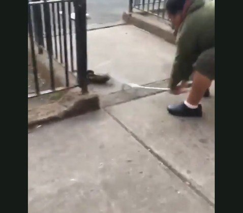 Rato gigante ataca pomba e homem intervém com golpe devastador - Fotos - R7  Hora 7