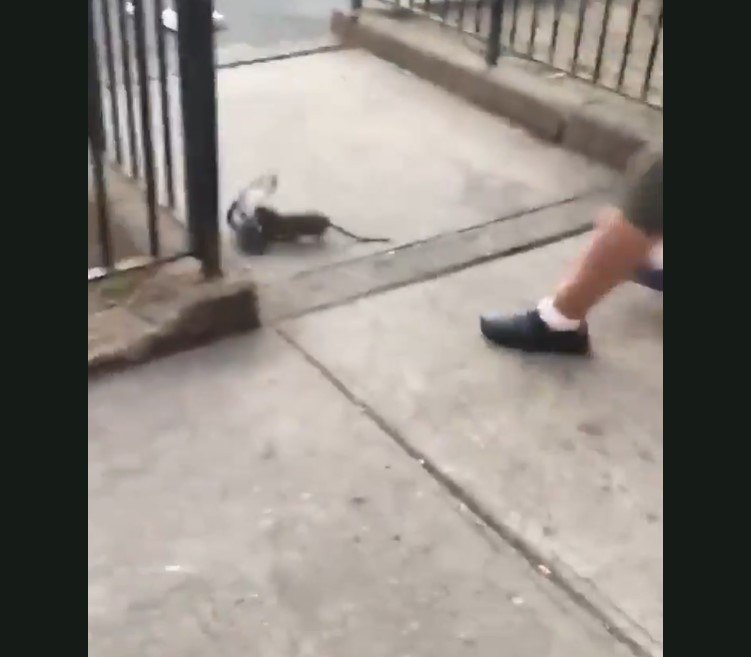 Vídeo chocante: rato gigante mata pomba após arrastá-la para