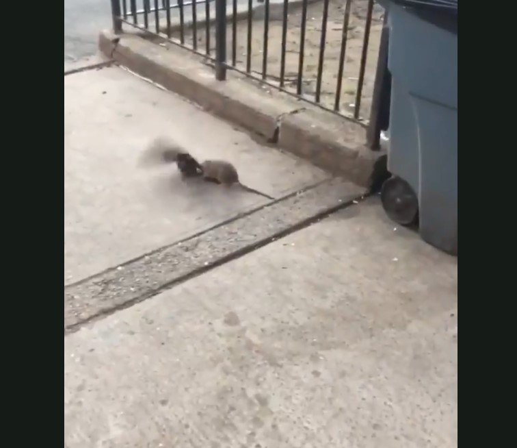 Vídeos mostram ratos gigantes passando no meio das pessoas na Rua da Lama