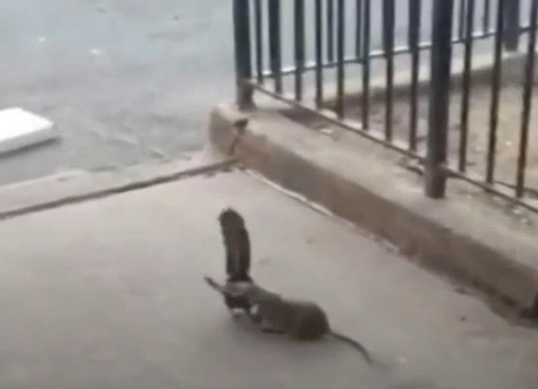 Vídeo chocante: rato gigante mata pomba após arrastá-la para debaixo de  carro - Hora 7 - R7 Hora 7
