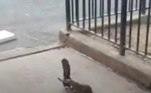 O vídeo com a treta viralizou no Twitter, ao mostrar que a selvageria parece estar solta nas ruas da cidade
