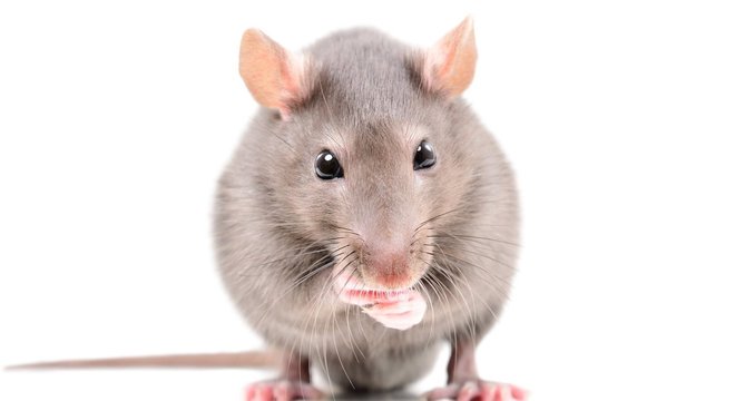Ratos lambem os lábios quando gostam do que estão comendo, e chacoalham a cabeça quando não gostam