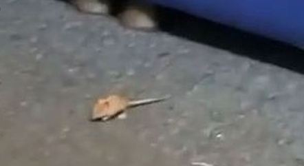 Rato dentro da sala onde funcionários descansam em aeroporto