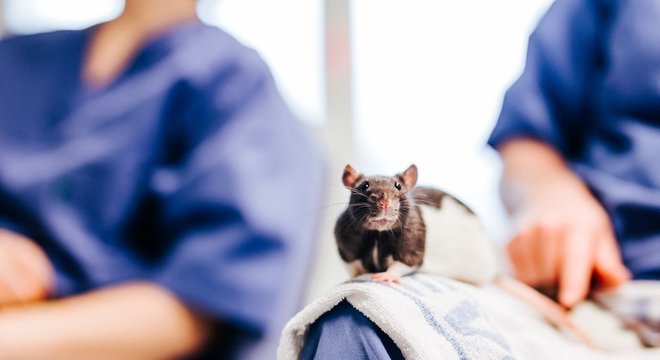 Em seu laboratório, os Mosers trabalham com animais, mas já estão iniciando testes clínicos com humanos