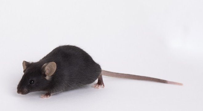 Ratos de laboratório 'comuns' não são infectados pelo novo coronavírus - por isso as pesquisas usam animais geneticamente modificados