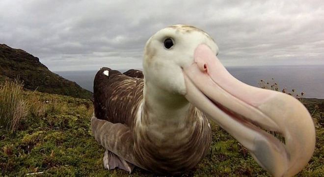 Só restam 2 mil casais de albatroz-de-tristão na ilha de Gough