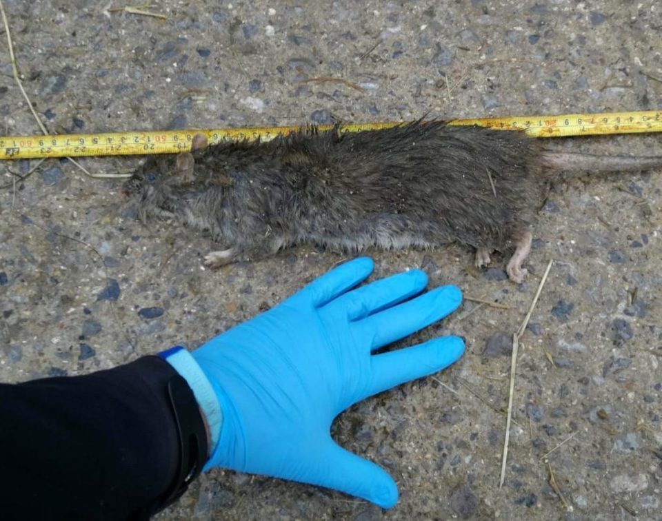 O rato do tamanho de um bebê capturado em jardim na Inglaterra