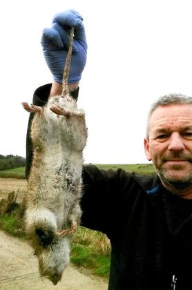 O rato do tamanho de um bebê capturado em jardim na Inglaterra