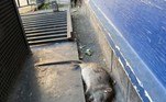 Alguns até compararam o rato ao seu parente gigante: a capivara, nativa aqui da América do SulLEIA MAIS: Mulher casada com árvore comemora um ano de matrimônio