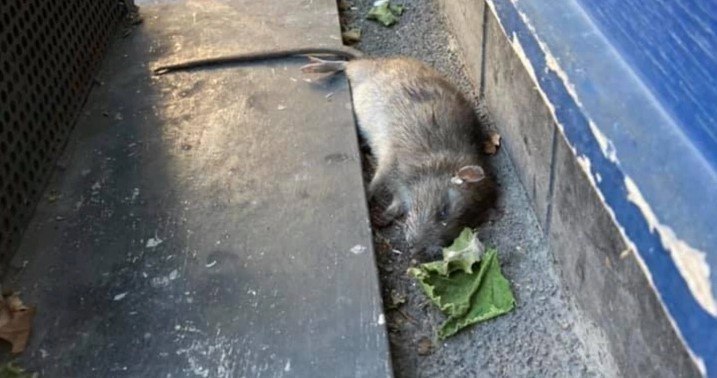 Rato gigante assombra moradores: 'Dava pra fazer um churrasco