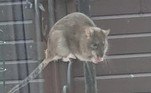 Ratos descritos como 'do tamanho de gatos' invadiram um conjunto habitacional e foram flagrados por câmeras deixadas em porões