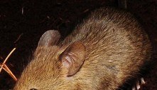 Plano milionário para salvar aves de ratos invasores falha totalmente