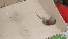 Repositor de supermercado expõe rato morto em caixa de maionese