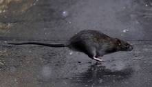 Prefeitura de Nova York anuncia vaga de matador de ratos e oferece salário de mais de R$ 880 mil