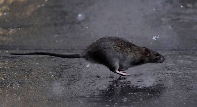Rato atravessa uma calçada no bairro de Manhattan, em Nova York