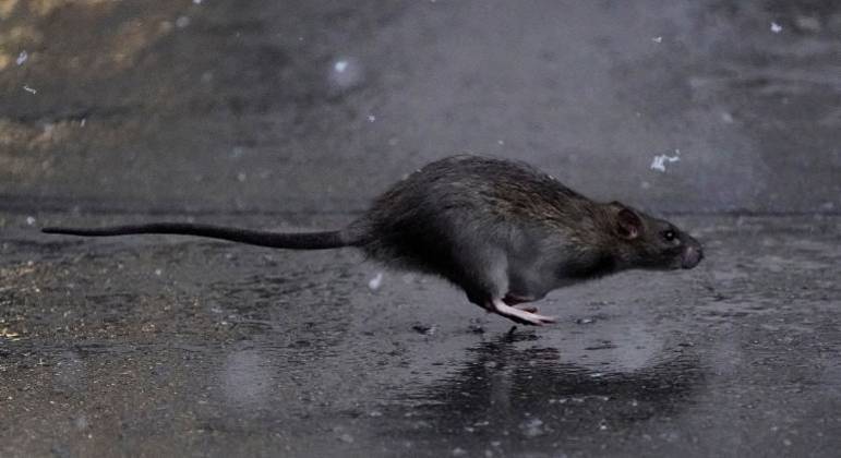 Prefeitura de Nova York busca exterminador de ratos 