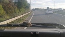 Motorista fica chocada ao ver rato pegando carona em para-brisa