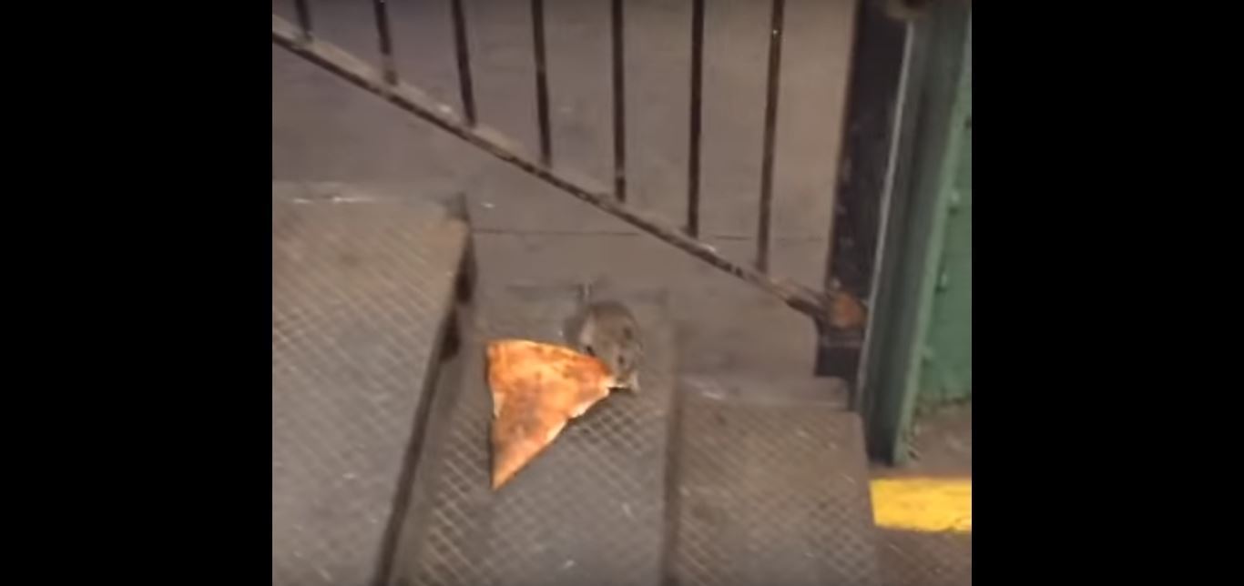 G1 - Veja 'rato com pizza' e mais cenas bizarras de roedores em NY