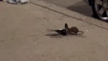 Vídeo chocante: rato gigante mata pomba após arrastá-la para debaixo de carro