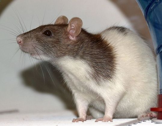Rato Twister - Tipo mais comum de rato de estimação. Vive entre 3 e 4 anos. 
