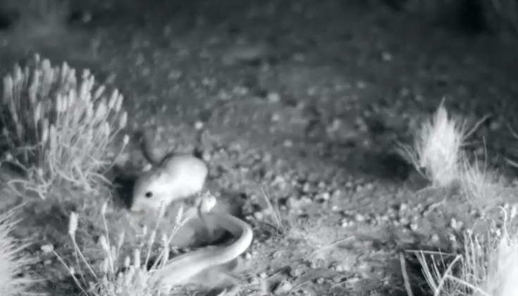 Então toma! Rato aplica voadora incrível em cobra venenosa - Fotos - R7  Hora 7