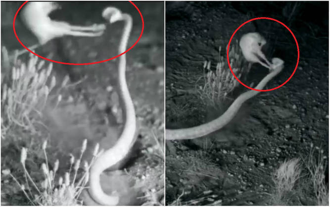 Então toma! Rato aplica voadora incrível em cobra venenosa - Fotos