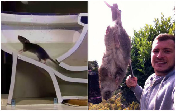 Ratos gigantes invadem casas pela privada e aterrorizam moradores - Fotos -  R7 Hora 7