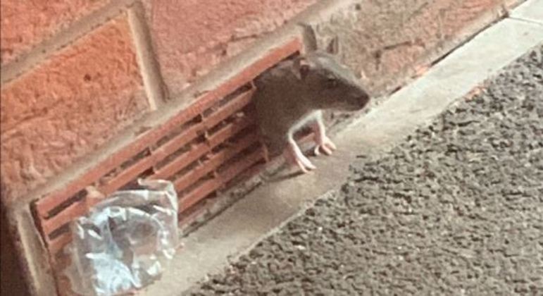 Imagem ilustrativa de um dos roedores regularmente alimentados pela aposentada
