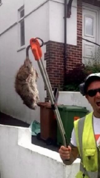 Mais um rato gigante é capturado na Inglaterra e especialistas alertam para  invasão de roedores - Mundo - Extra Online