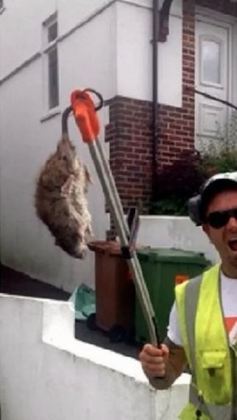 Rato gigante assombra moradores: 'Dava pra fazer um churrasco