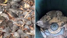 Milhares de ratos invadem cidades da Austrália e moradores temem retorno de praga nacional