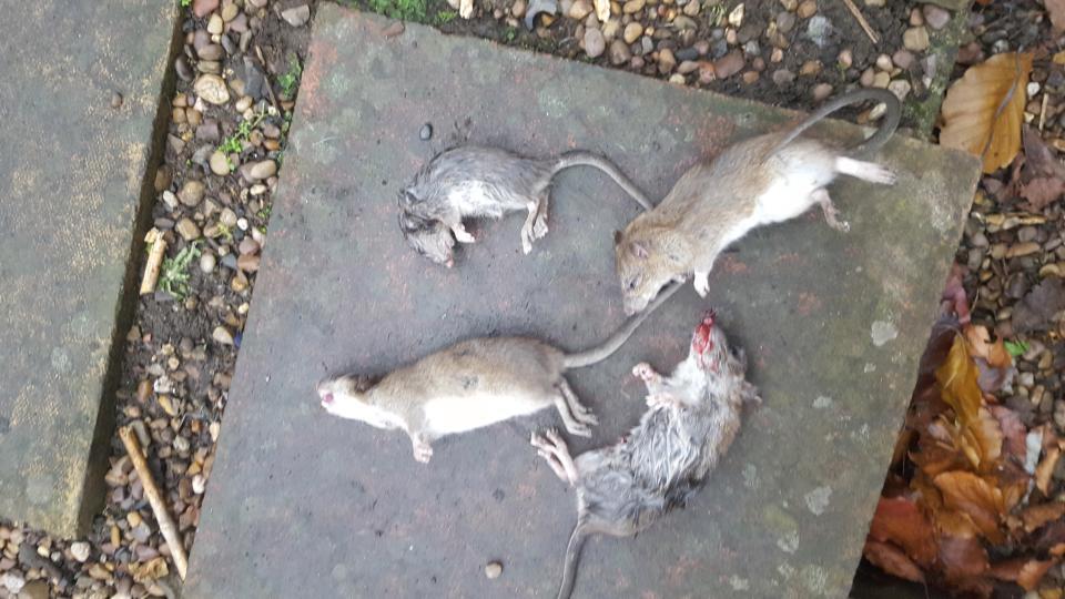 Reino Unido: ratos gigantes invadem Liverpool