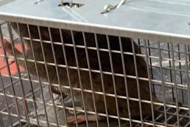 G1 - Adolescente holandês constrói 'rato helicóptero' após roedor morrer -  notícias em Planeta Bizarro