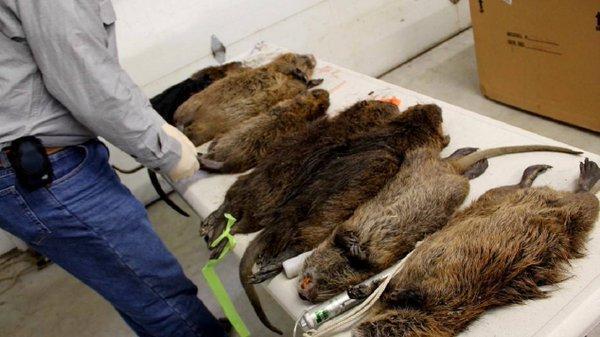 Ratos gigantes aterrorizam vizinhança e assustam até gatos - Fotos - R7  Hora 7