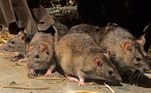 G1 - Veja 'rato com pizza' e mais cenas bizarras de roedores em NY -  notícias em Planeta Bizarro
