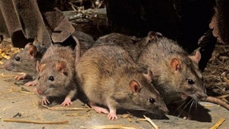 Ratos gigantes invadem casas pela privada e aterrorizam moradores