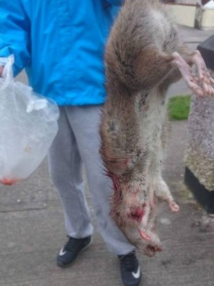 Foto de rato gigante vilariza e causa terror na internet, Curiosidades