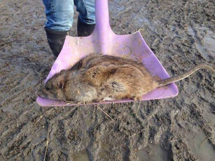 G1 - Britânico encontra rato de mais de 1 m perto de parque