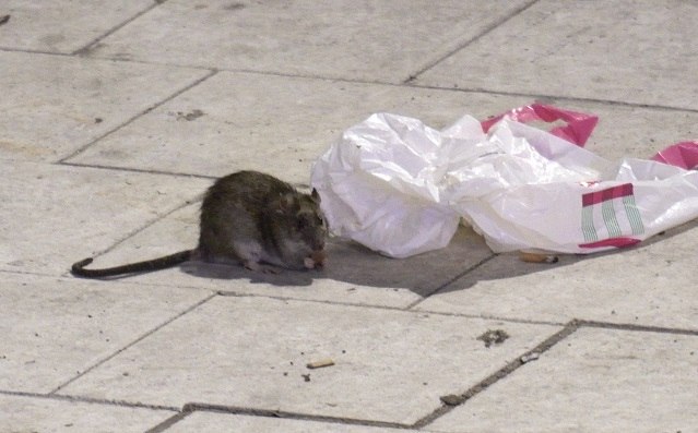 Invasão de Ratos Gigantes  Blog Vida Renovada em Cristo