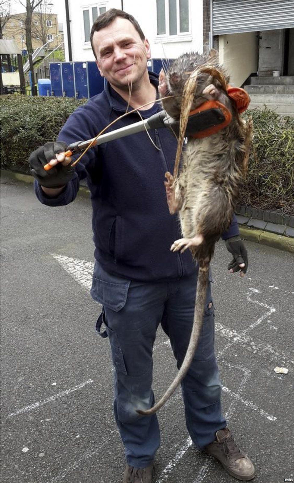 Implacável: garça devora rato gigantesco em duas goladas - Fotos - R7 Hora 7