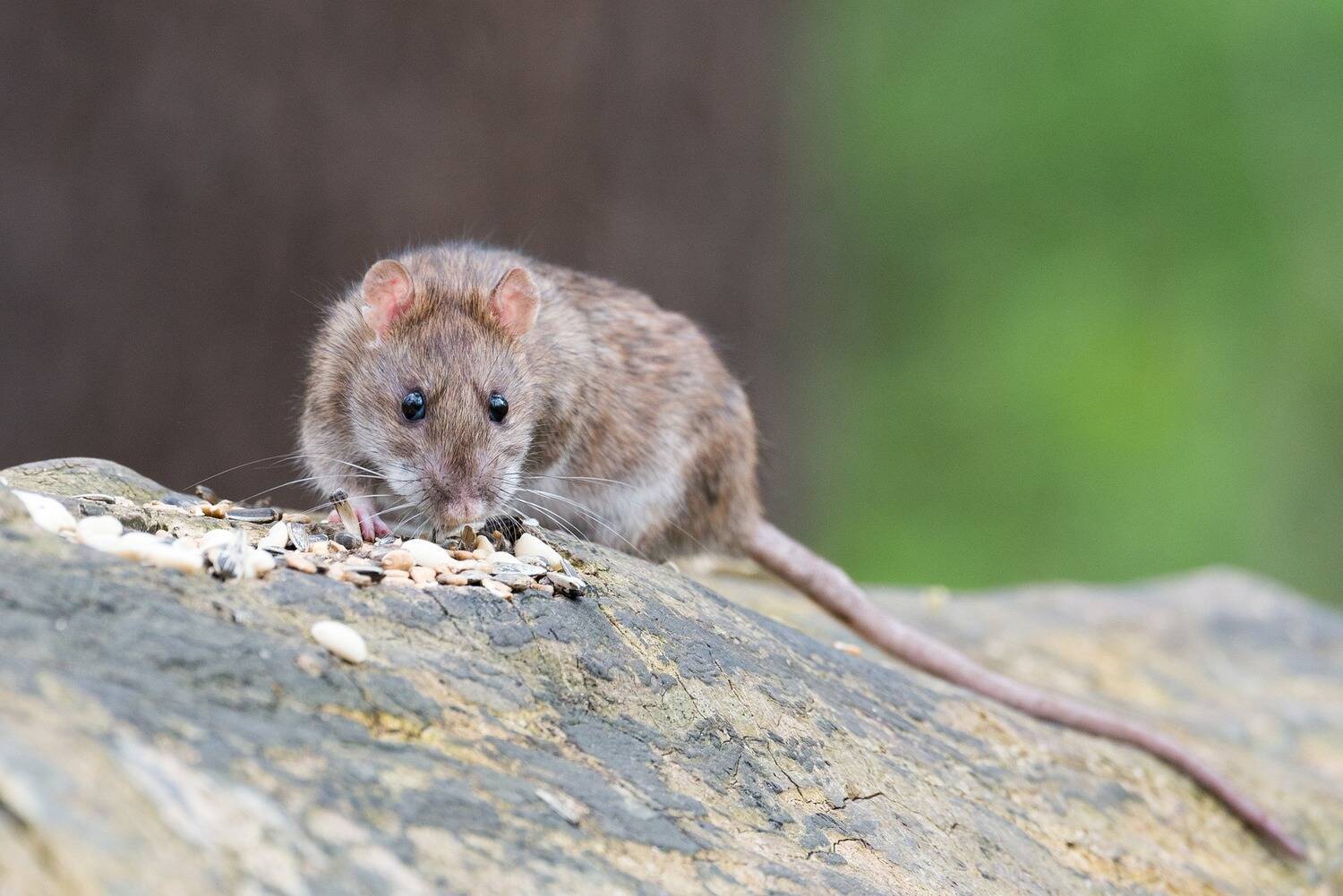 G1 - Ratos gigantes assustam moradores no Reino Unido - notícias