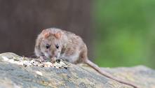Especialistas alertam sobre infestação de 300 milhões de super-ratos no Reino Unido
