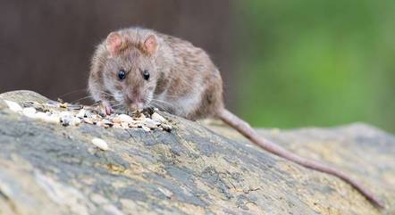 Super-ratos desenvolveram resistência aos venenos utilizados