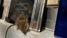 Ratos invadem cadeia, roem fios e internos serão transferidos